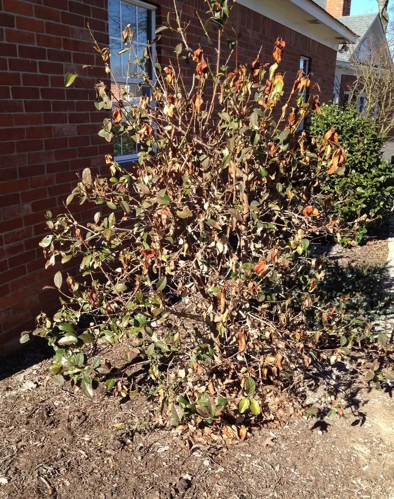 Foto de Viburnum odoratissimum - Winter Damage:Jim Robbins