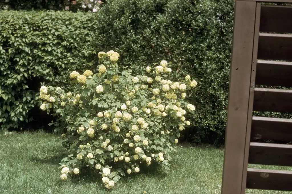 Foto de Viburnum opulus 'Roseum' (Viburnum opulus 'Roseum's)