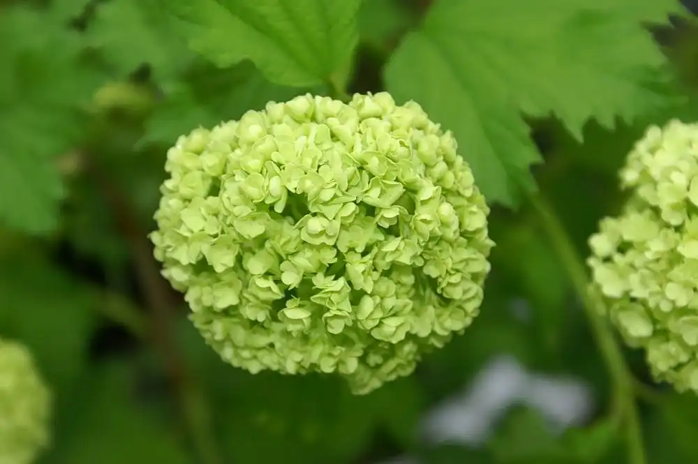 Foto de Viburnum opulus 'Roseum' (Viburnum opulus 'Roseum's)