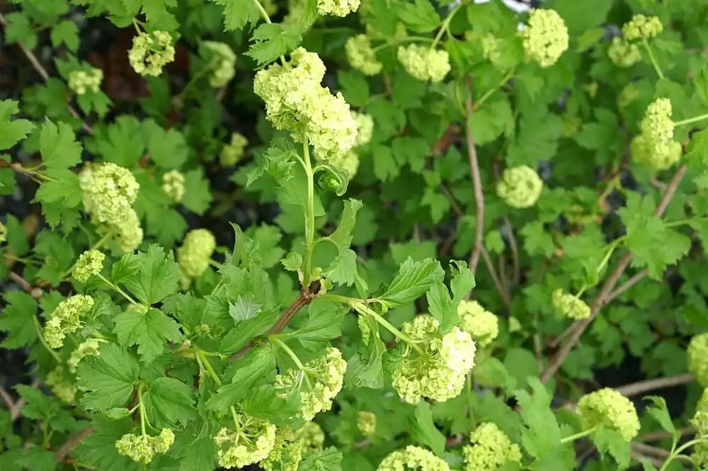 Foto de Viburnum opulus 'Roseum' - Stems, leaves, flowers:David J. Stang