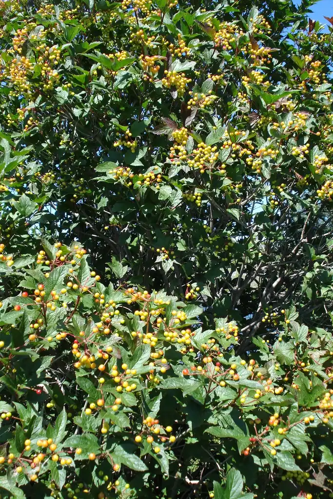 Фото Viburnum opulus var. americanum (Viburnum opulus var. americanums)