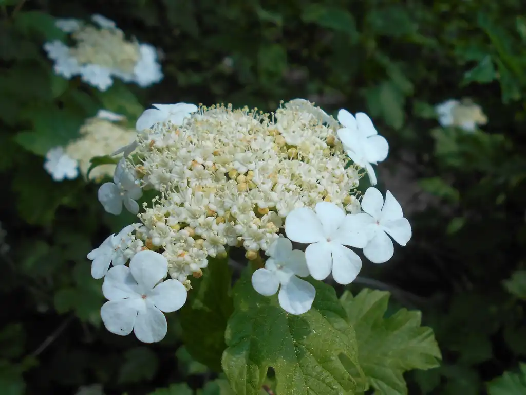 Фото Viburnum opulus var. americanum (Viburnum opulus var. americanums)