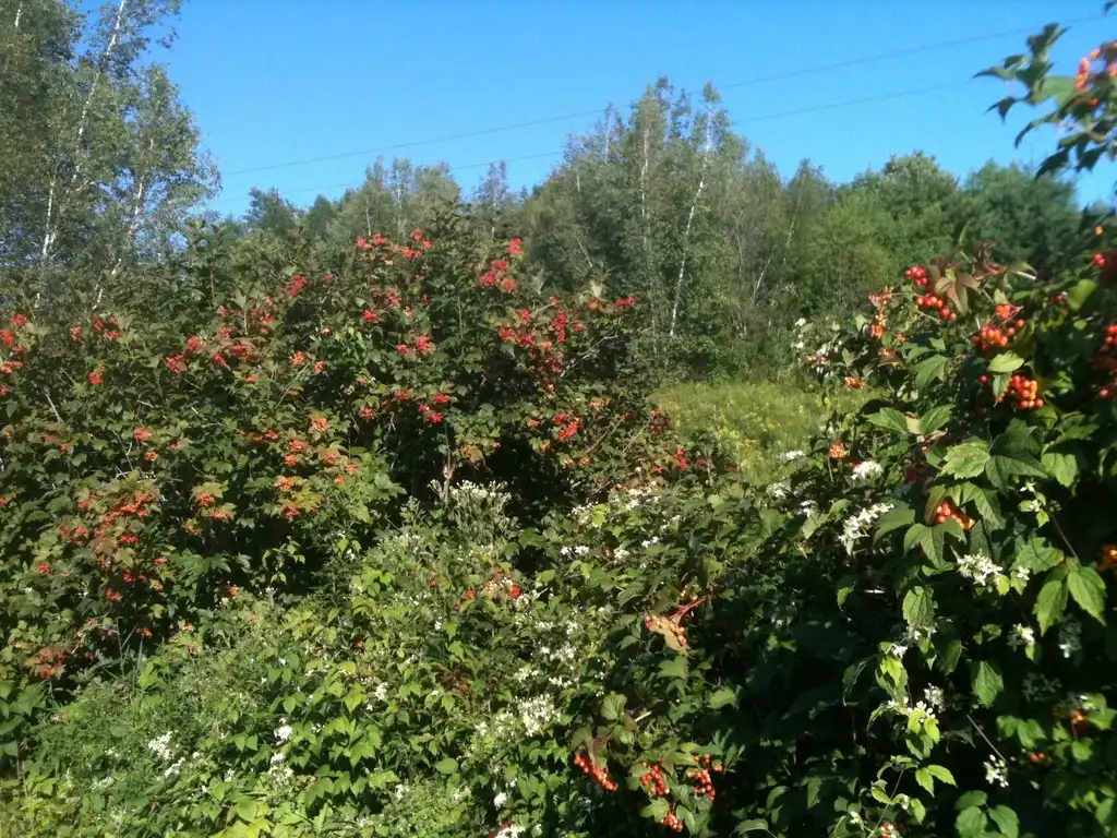 Фото Viburnum opulus var. americanum - Native habitat:annettevt