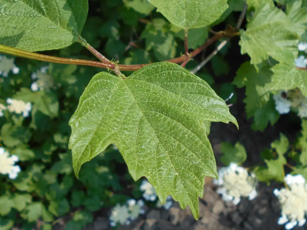 Фото Viburnum opulus var. americanum - Leaves and stem:Salicyna