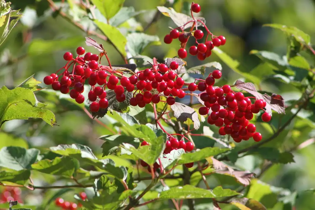 Фото Viburnum opulus var. americanum - Fruits:Jenn Megyesi