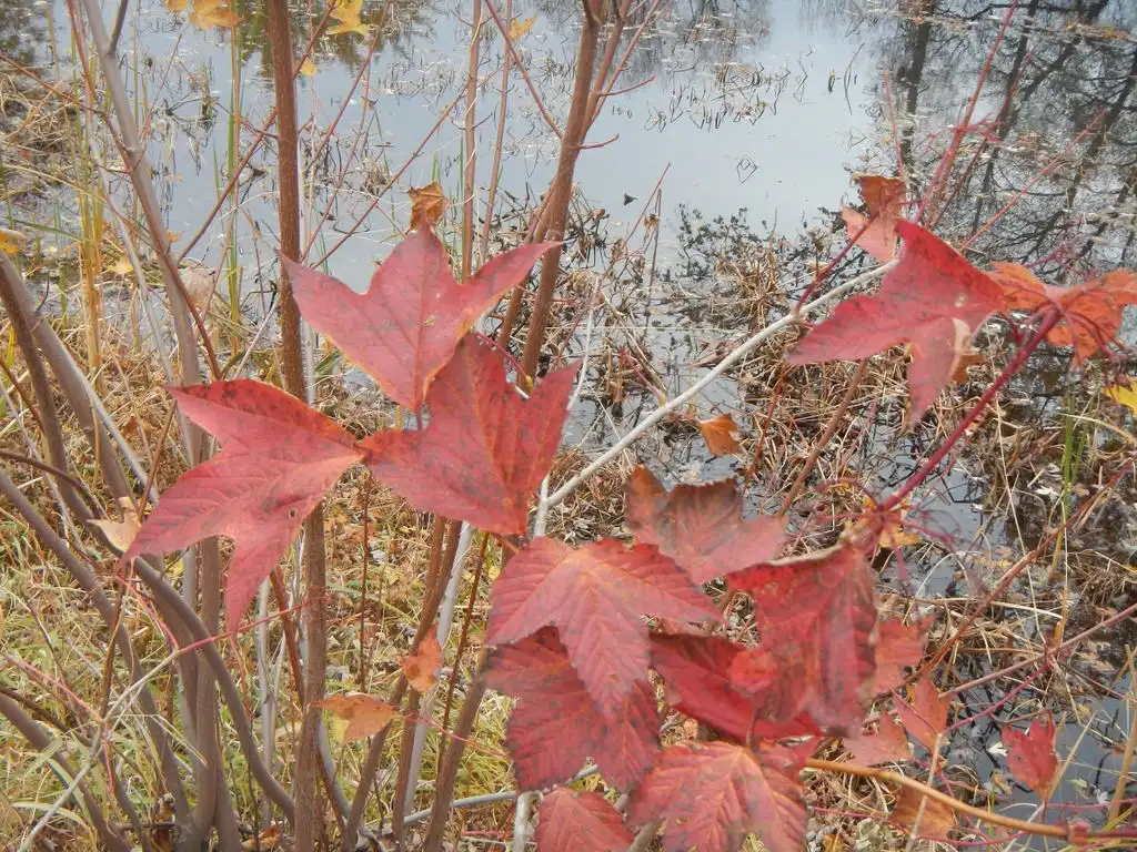 Фото Viburnum opulus var. americanum - Fall color:Colin Chapman