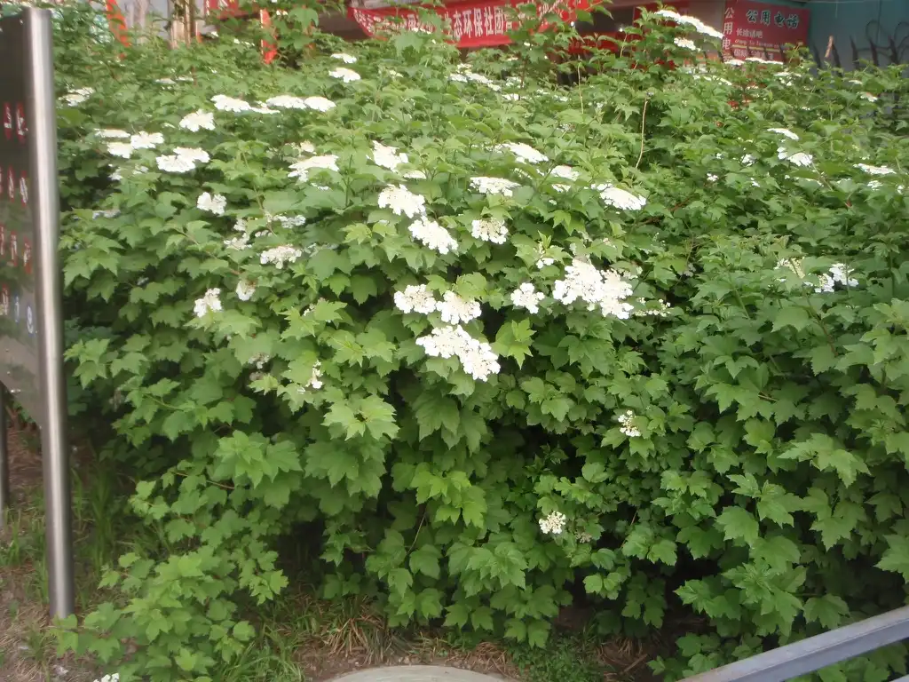 Photo of Viburnum opulus (Viburnum opuluss)