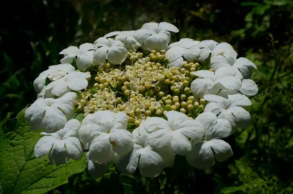 Photo of Viburnum opulus (Viburnum opuluss)
