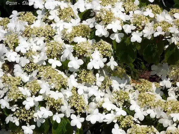 Photo of Viburnum opulus - Flower detail:Dietmut-Teijgeman-Hansen