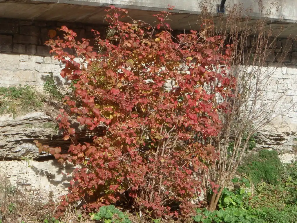 Photo of Viburnum opulus - Fall Color Form:Jim Robbins