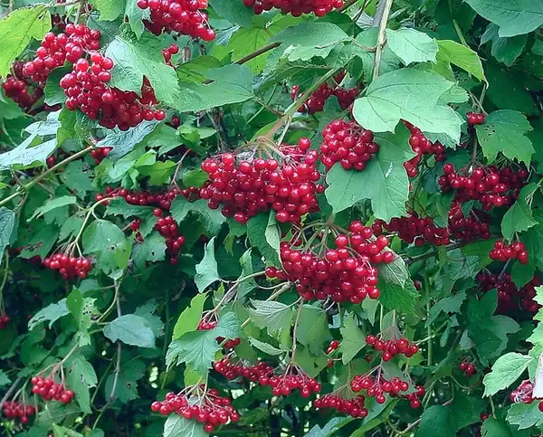 Photo of Viburnum opulus - Fruits:Swallowtail Garden Seed