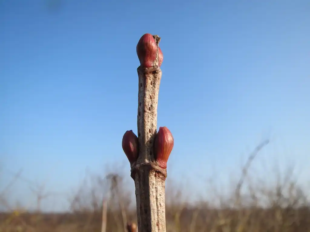 Photo of Viburnum opulus - Stem and buds: