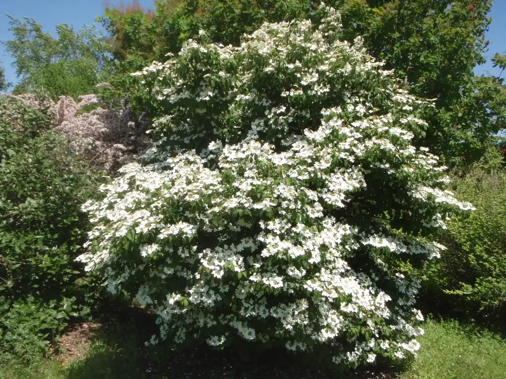 Photo of Viburnum plicatum f. tomentosum 'Summer Snowflake' (Viburnum plicatum f. tomentosum 'Summer Snowflake's)