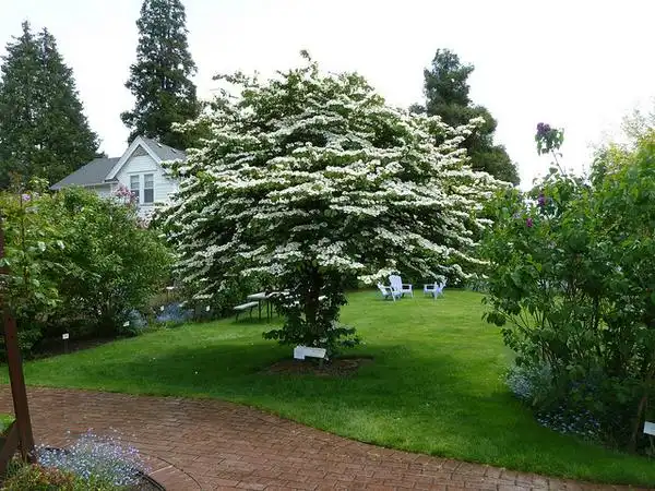 Photo of Viburnum plicatum f. tomentosum (Viburnum plicatum f. tomentosums)