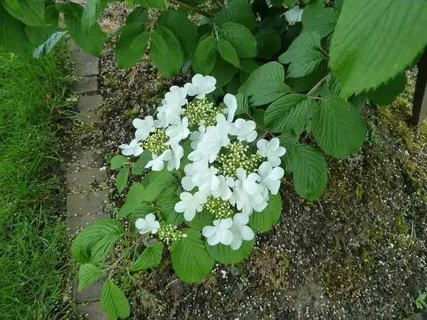 Photo of Viburnum plicatum f. tomentosum (Viburnum plicatum f. tomentosums)