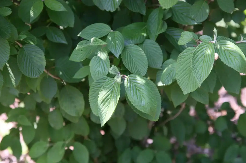 Photo of Viburnum plicatum f. tomentosum - Leaves:David J. Stang