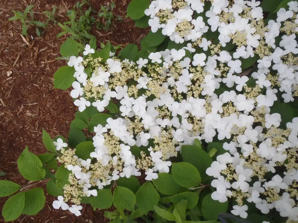 Photo of Viburnum plicatum f. tomentosum - 'Mariesii' Flower and Leaves:Jim Robbins
