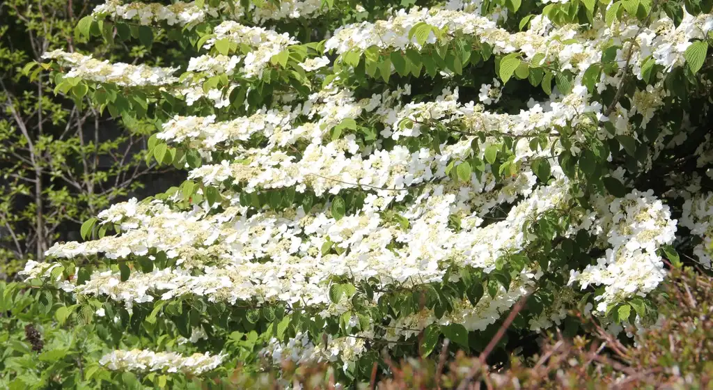 Photo of Viburnum plicatum f. tomentosum - 'Shasta' Flowers (Haywood County, NC)-Spring:Jim Janke