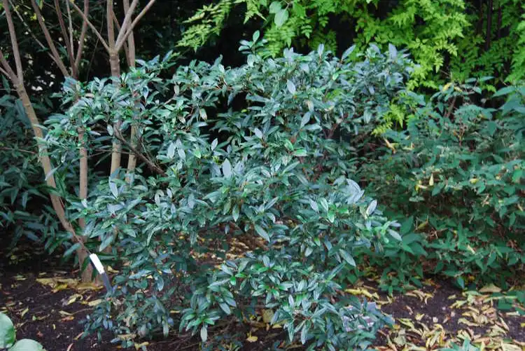 Фото Viburnum propinquum (Viburnum propinquums)