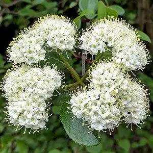 Фото Viburnum prunifolium (Viburnum prunifoliums)
