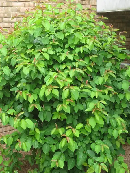 Фото Viburnum prunifolium (Viburnum prunifoliums)