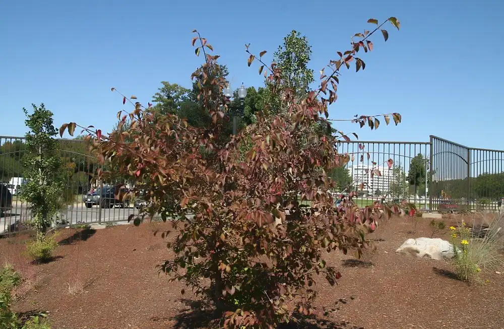 Фото Viburnum prunifolium - Fall color:David J. Stang