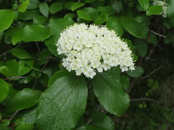 Фото Viburnum prunifolium - :Suzanne Caldwell