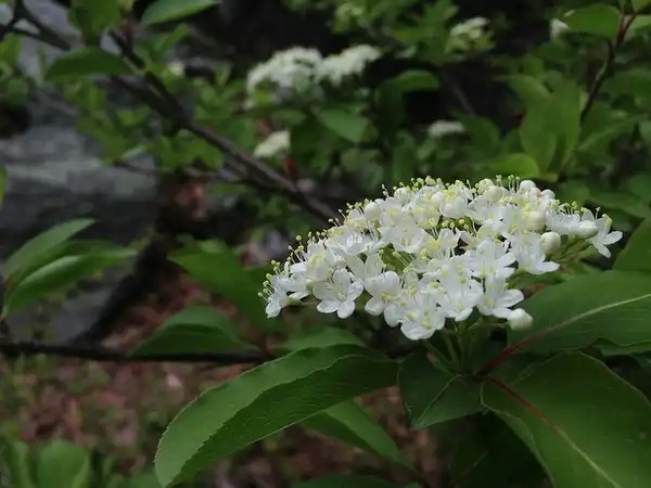 Фото Viburnum prunifolium - :Fritz Flohr Reynolds