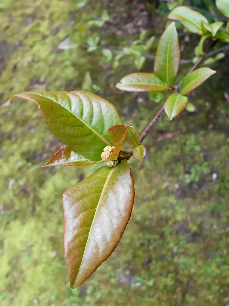 Фото Viburnum prunifolium - Leaf closeup:Salicyna