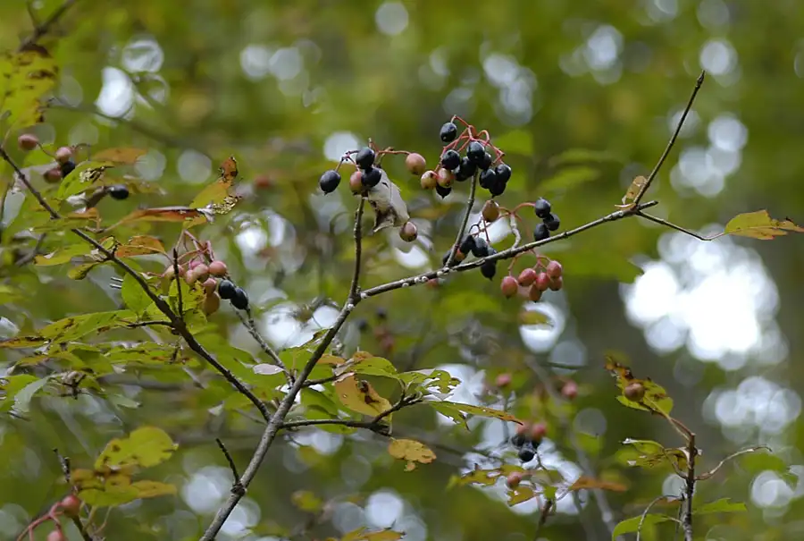 Фото Viburnum prunifolium - Ripening fruits: