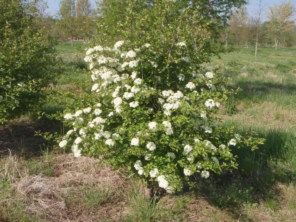Фото Viburnum prunifolium - Flower Form:Jim Robbins
