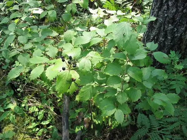 Photo of Viburnum rafinesqueanum (Viburnum rafinesqueanums)