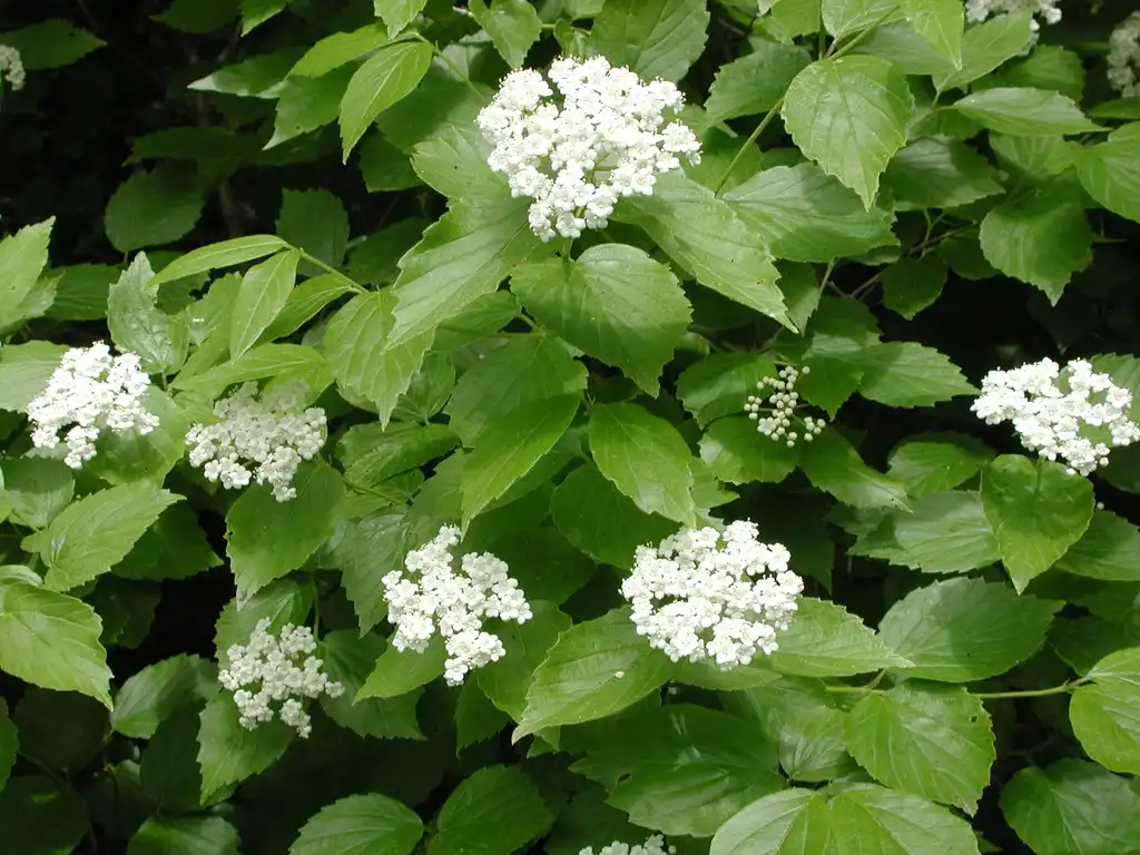 Photo of Viburnum rafinesqueanum (Viburnum rafinesqueanums)