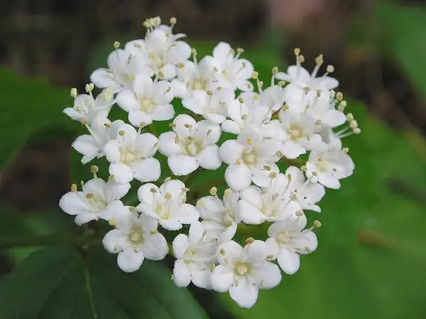 Photo of Viburnum rafinesqueanum - Flowers:Superior National Forest