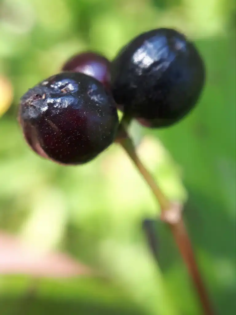 Photo of Viburnum rafinesqueanum - Fruit closeup:Seraphin Poudrier