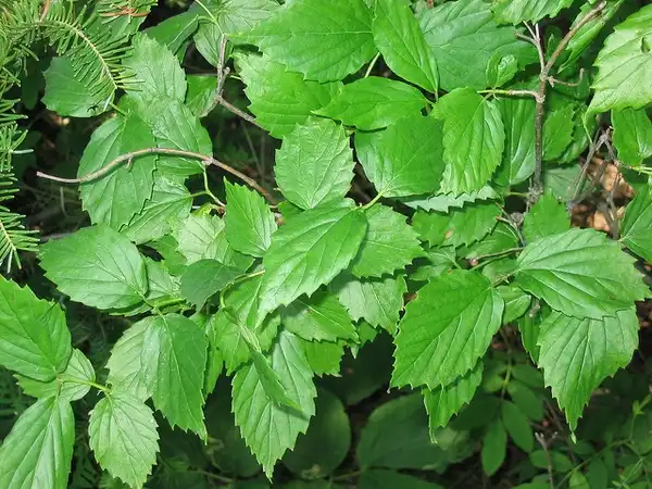 Photo of Viburnum rafinesqueanum - Leaves:Superior National Forest
