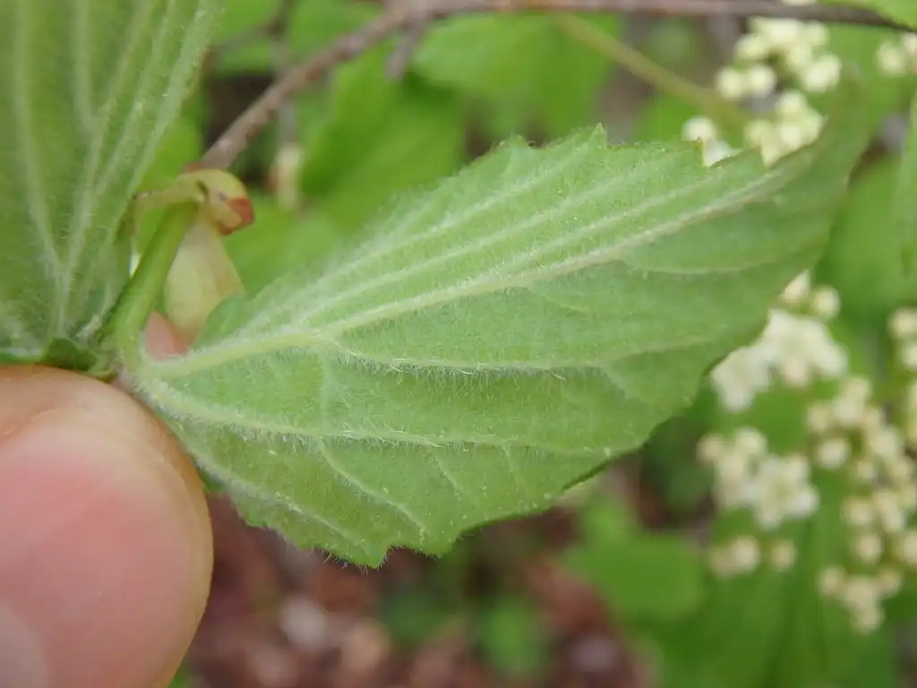 Photo of Viburnum rafinesqueanum - Underside of leaf:Luke Armstrong