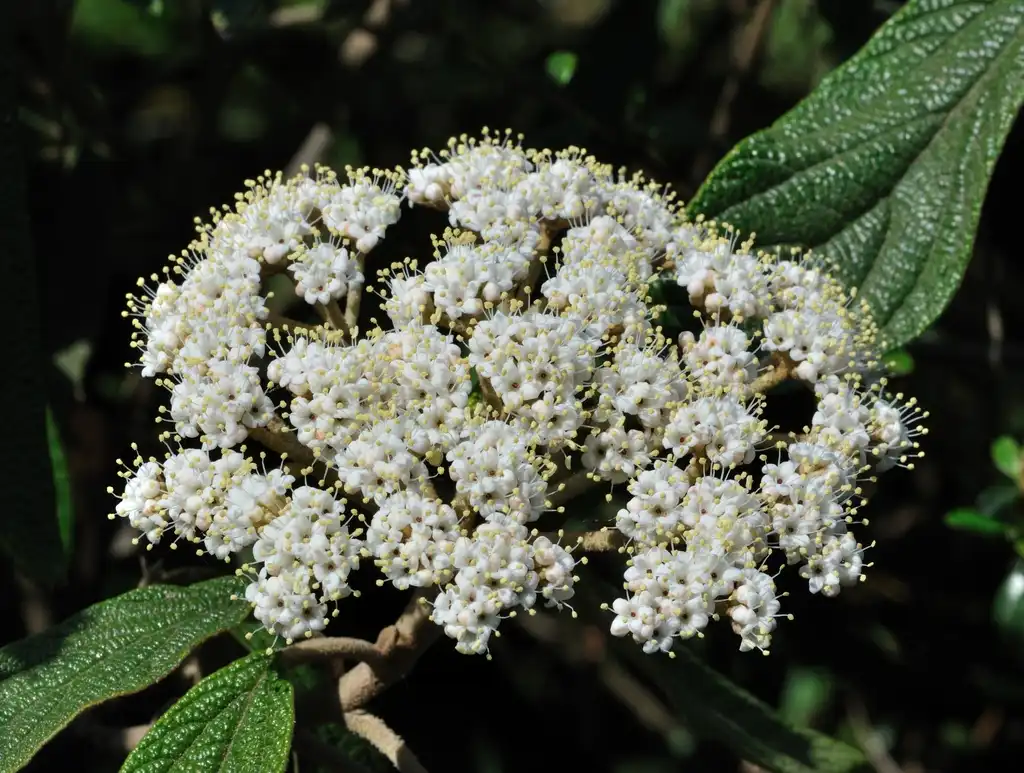 Photo of Viburnum rhytidophyllum (Viburnum rhytidophyllums)