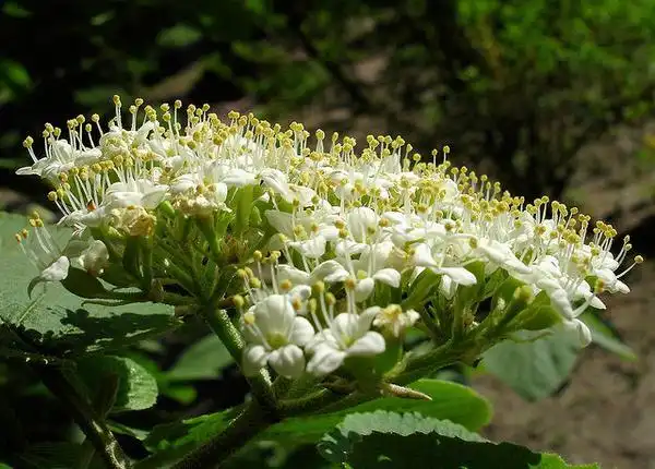 Photo of Viburnum rhytidophyllum (Viburnum rhytidophyllums)
