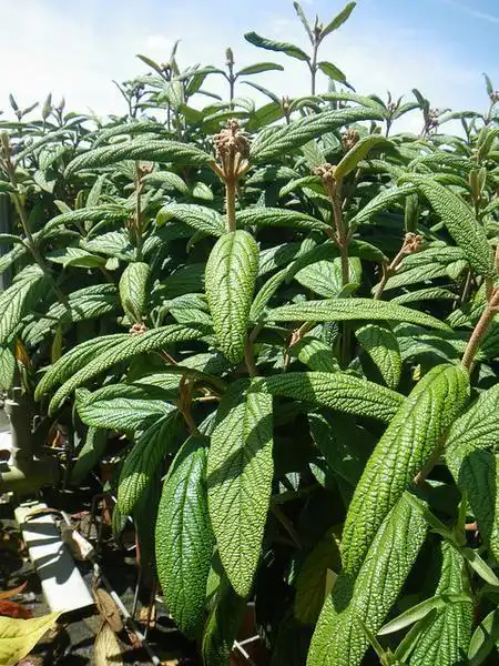 Photo of Viburnum rhytidophyllum - Growth habit:Pepineiriste