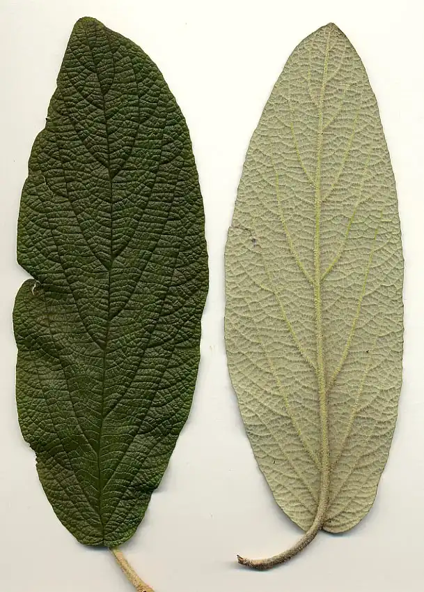 Photo of Viburnum rhytidophyllum - Front and back of leaf:MPF at English Wikipedia.