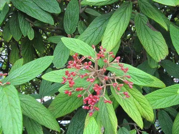 Photo of Viburnum rhytidophyllum - Leaves and fruits:Leonora Enking