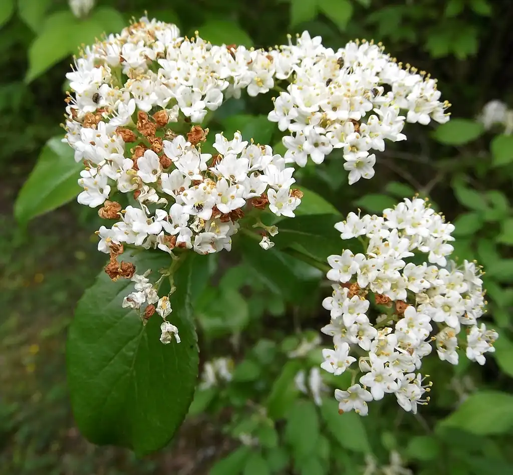 Photo of Viburnum rufidulum (Viburnum rufidulums)