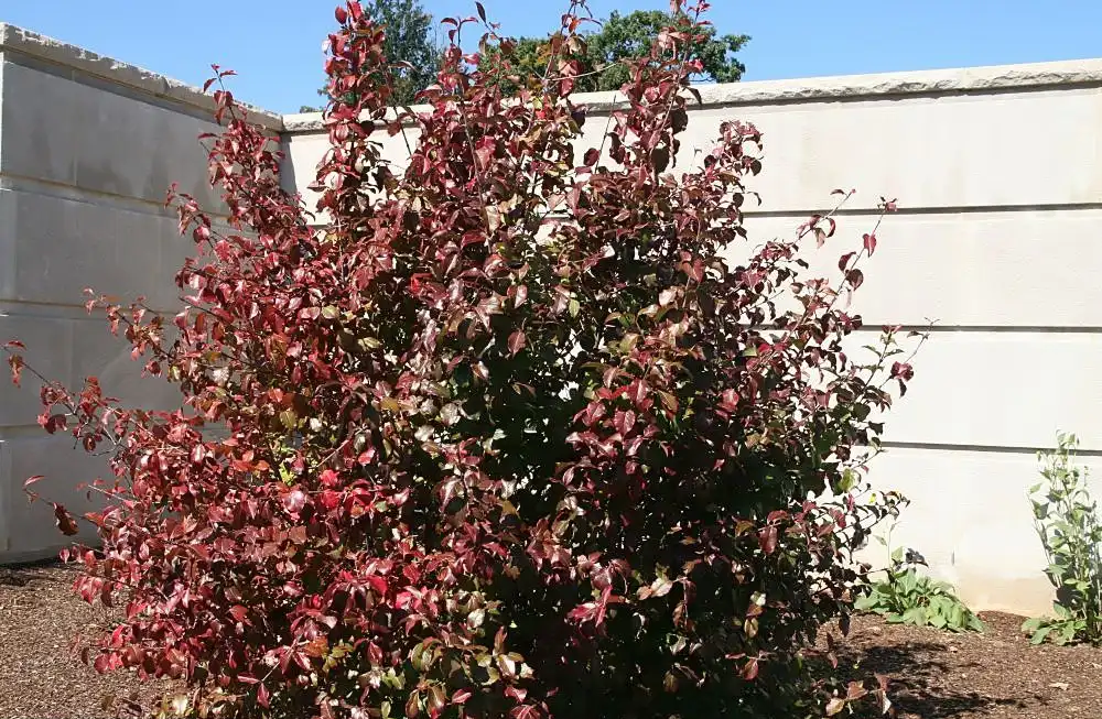 Photo of Viburnum rufidulum (Viburnum rufidulums)