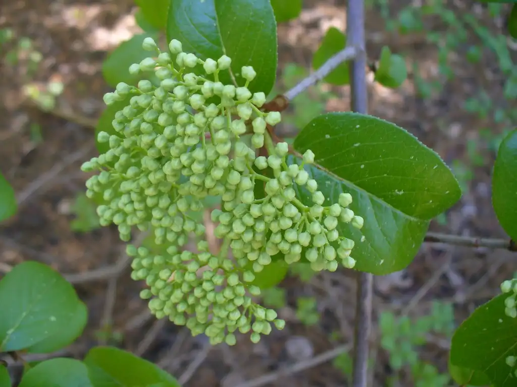 Photo of Viburnum rufidulum - Buds in early spring in Moore County:Susan Strine