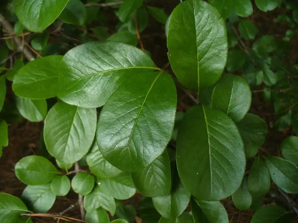 Photo of Viburnum rufidulum - Leaves in the summer in Moore County:Susan Strine