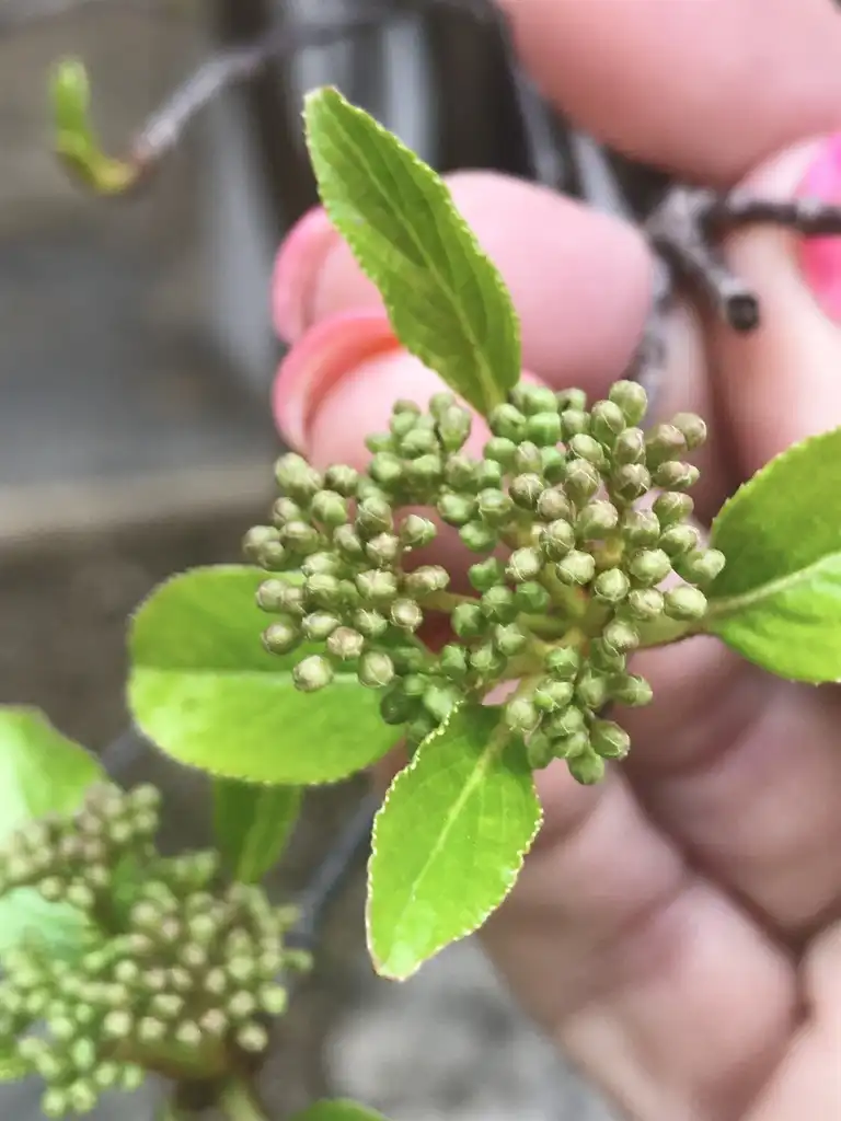 Photo of Viburnum rufidulum - Unripe fruits:Lisa Travis