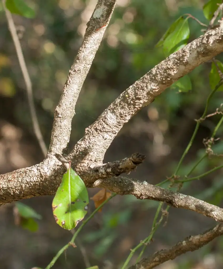 Photo of Viburnum rufidulum - Stem:Brent Fraklin