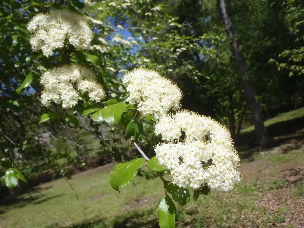 Photo of Viburnum rufidulum - Flower and Leaves:Jim Robbins