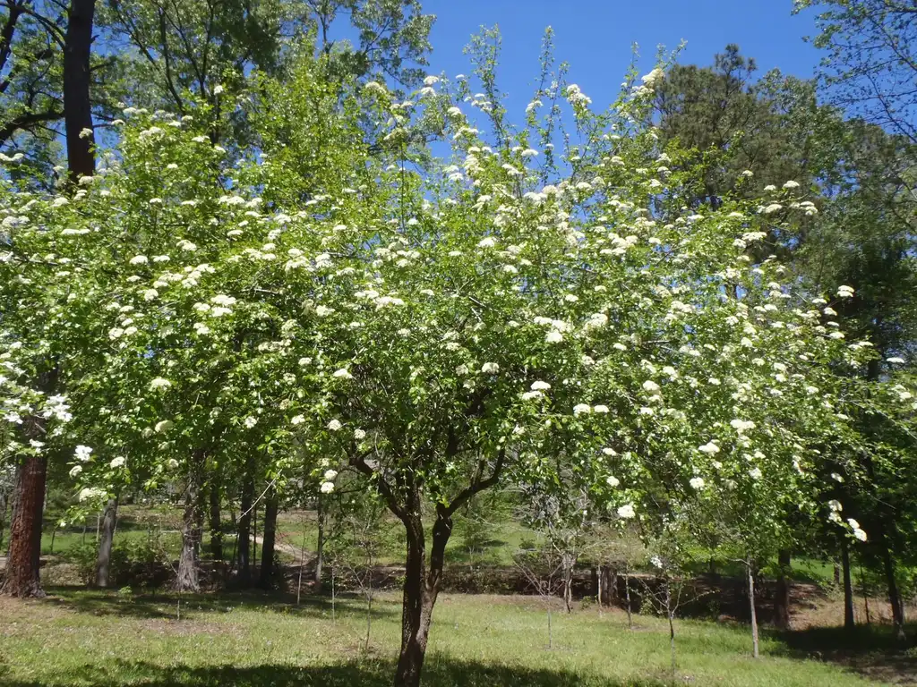 Photo of Viburnum rufidulum - Flower Form:Jim Robbins